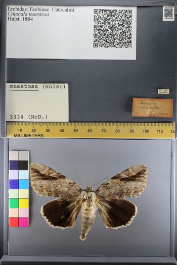 Media type: image;   Entomology 741298